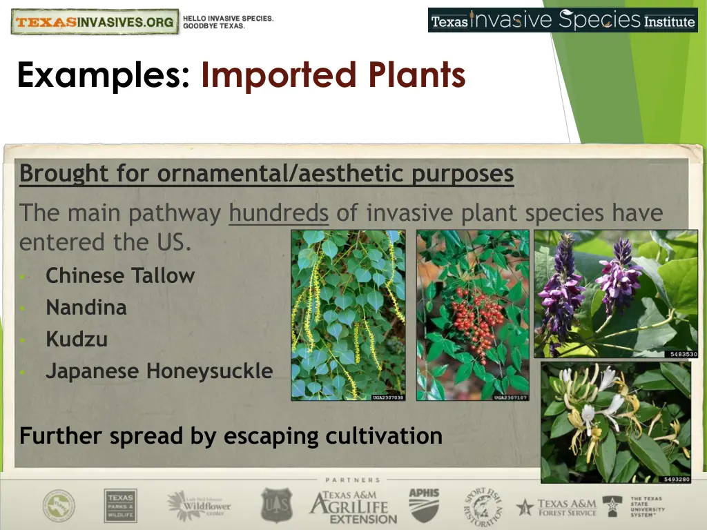 examples imported plants