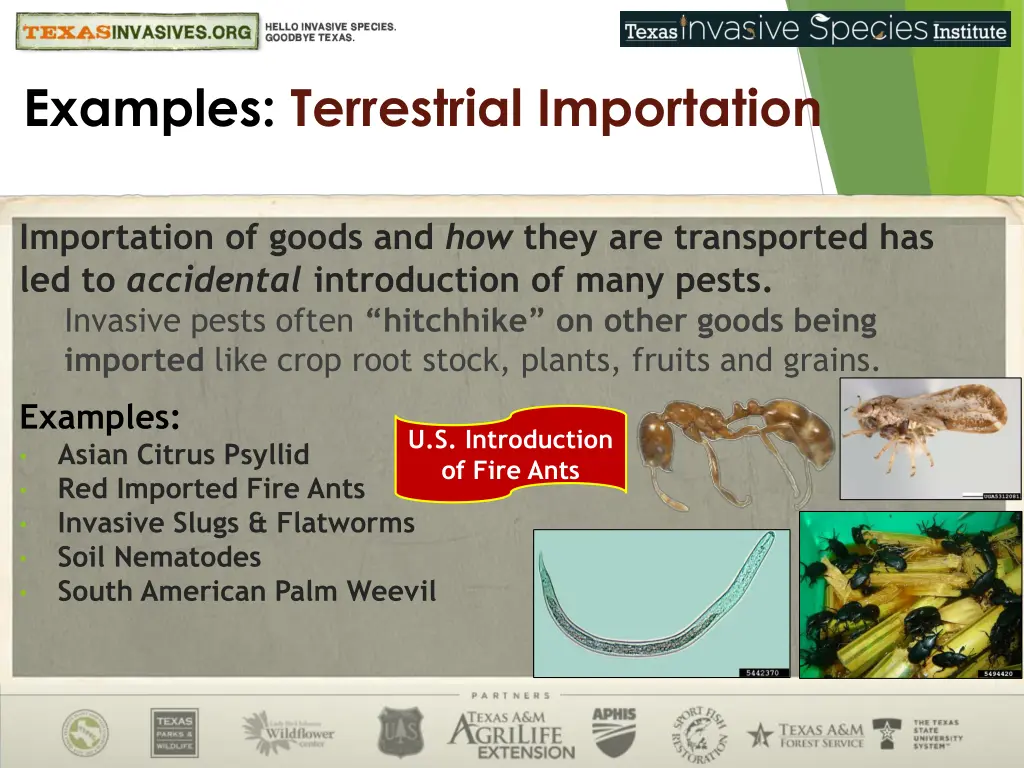 examples terrestrial importation