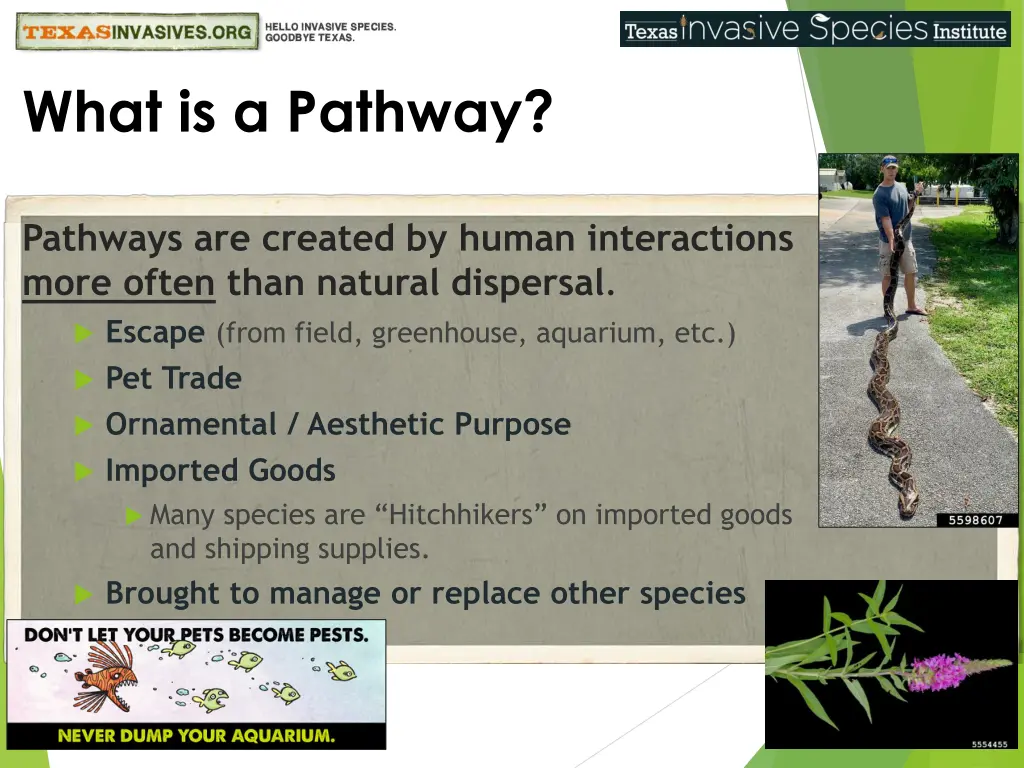 what is a pathway 1