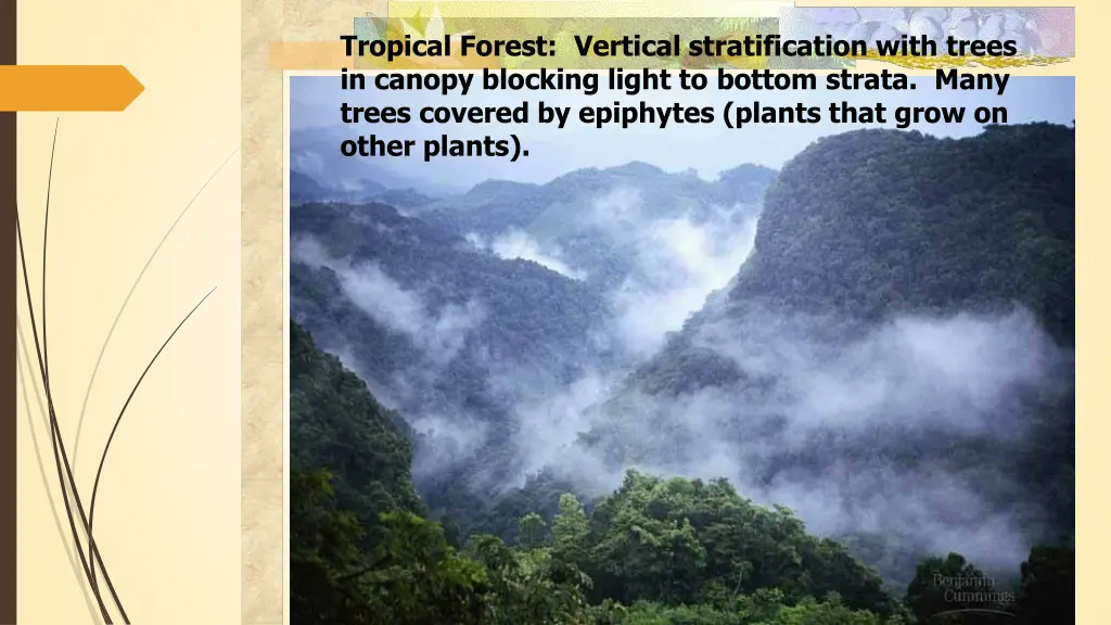 tropical forest vertical stratification with