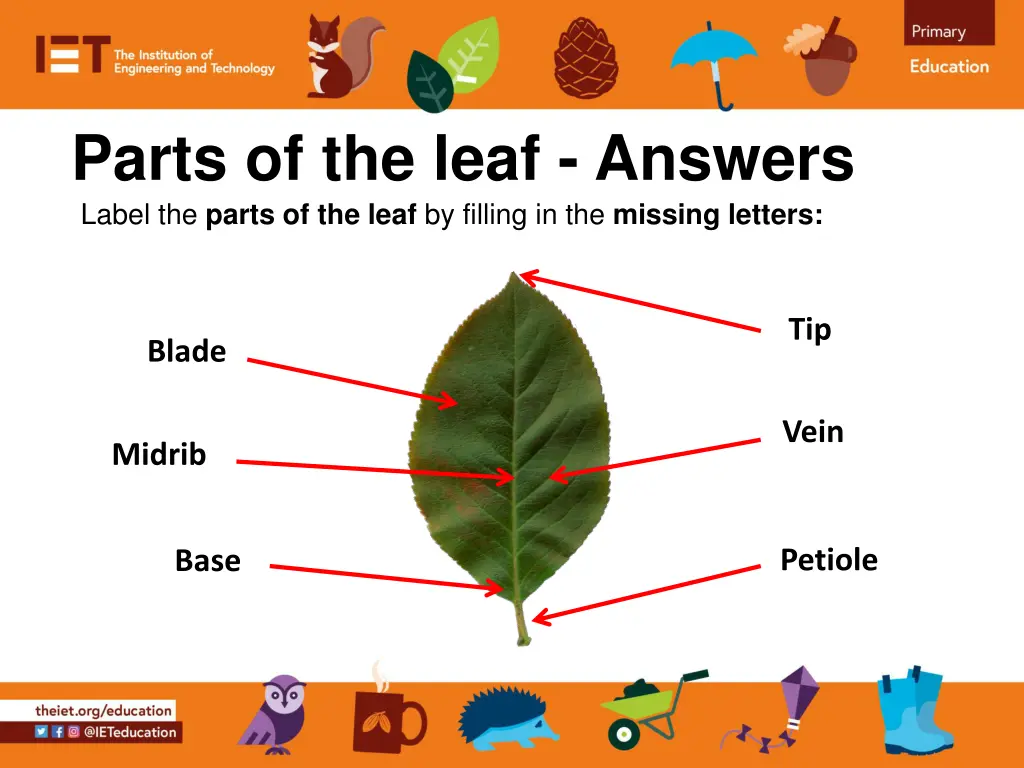 parts of the leaf answers label the parts