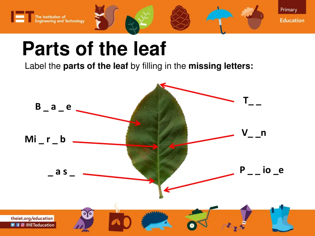 parts of the leaf label the parts of the leaf