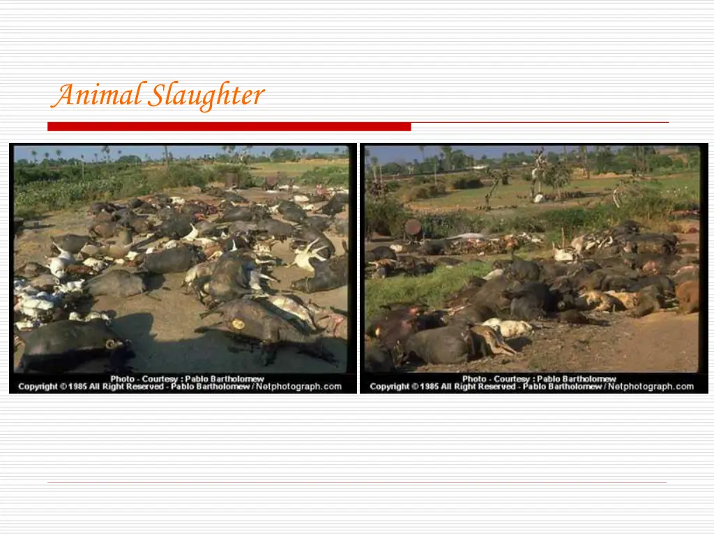 animal slaughter