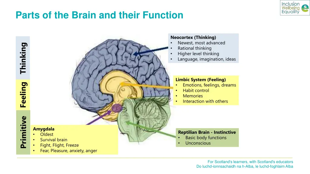 parts of the brain and their function