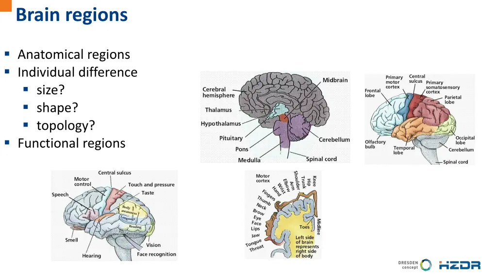 brain regions