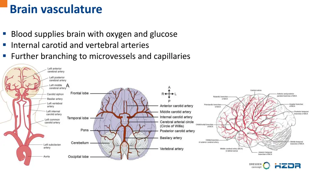 brain vasculature