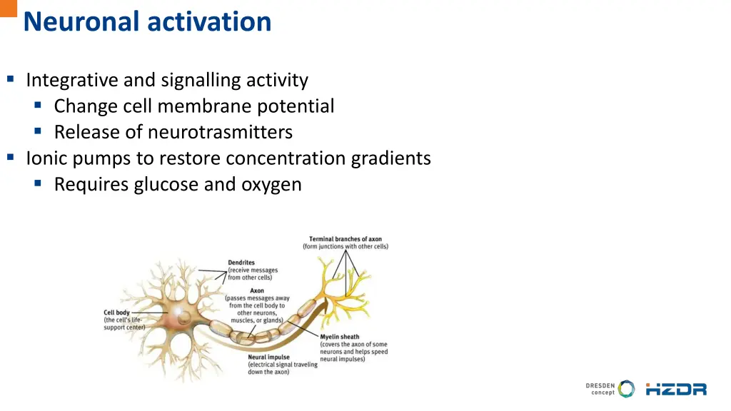 neuronal activation