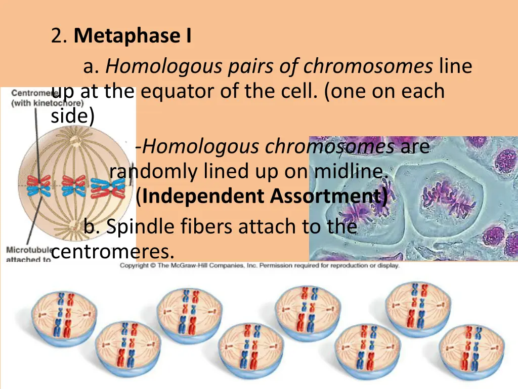 2 metaphase i a homologous pairs of chromosomes