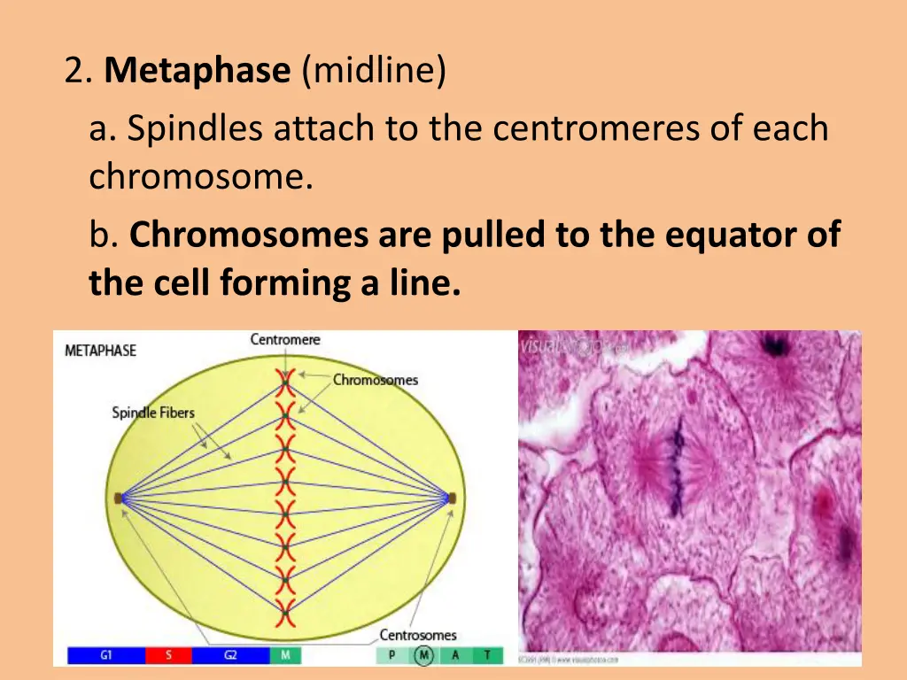 2 metaphase midline a spindles attach