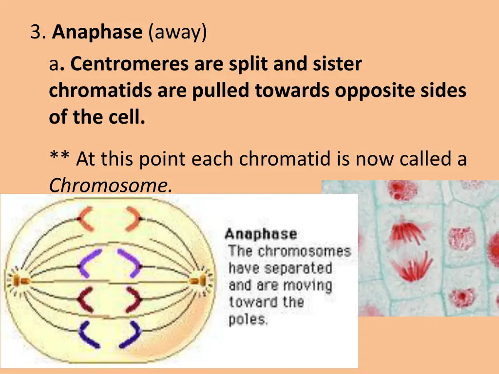 3 anaphase away a centromeres are split