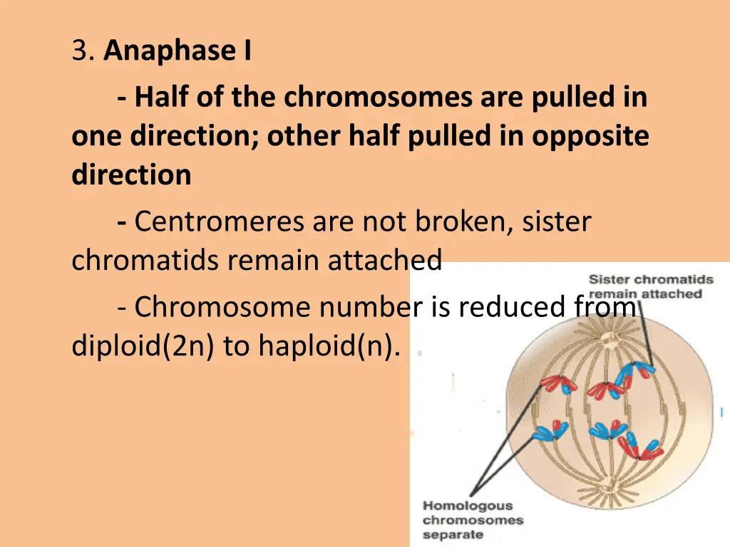 3 anaphase i half of the chromosomes are pulled