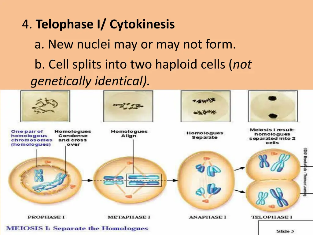 4 telophase i cytokinesis a new nuclei