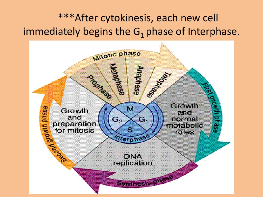 after cytokinesis each new cell immediately