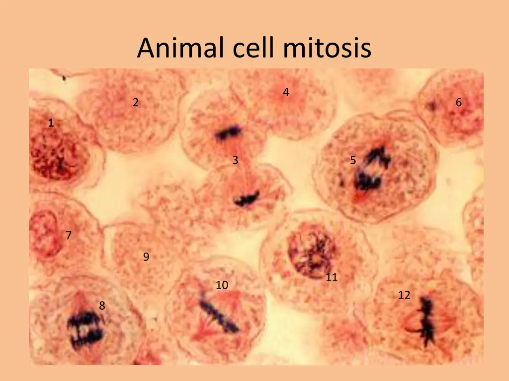 animal cell mitosis