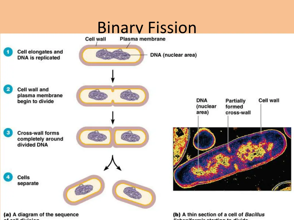 binary fission