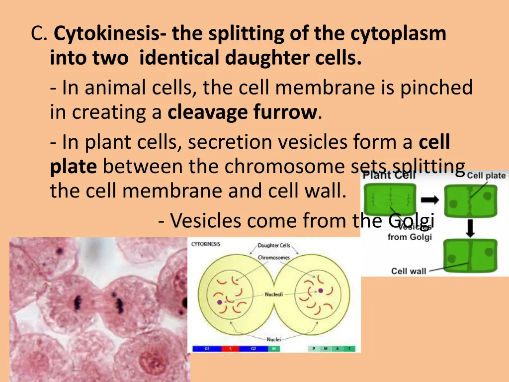 c cytokinesis the splitting of the cytoplasm into