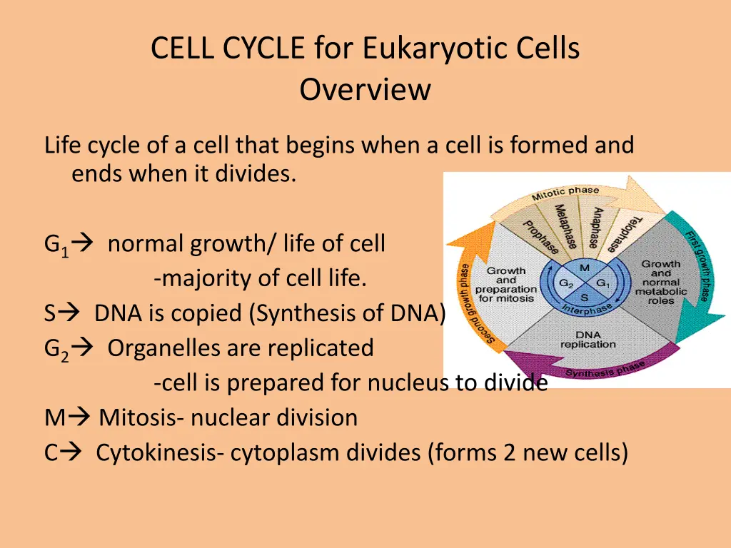 cell cycle for eukaryotic cells overview