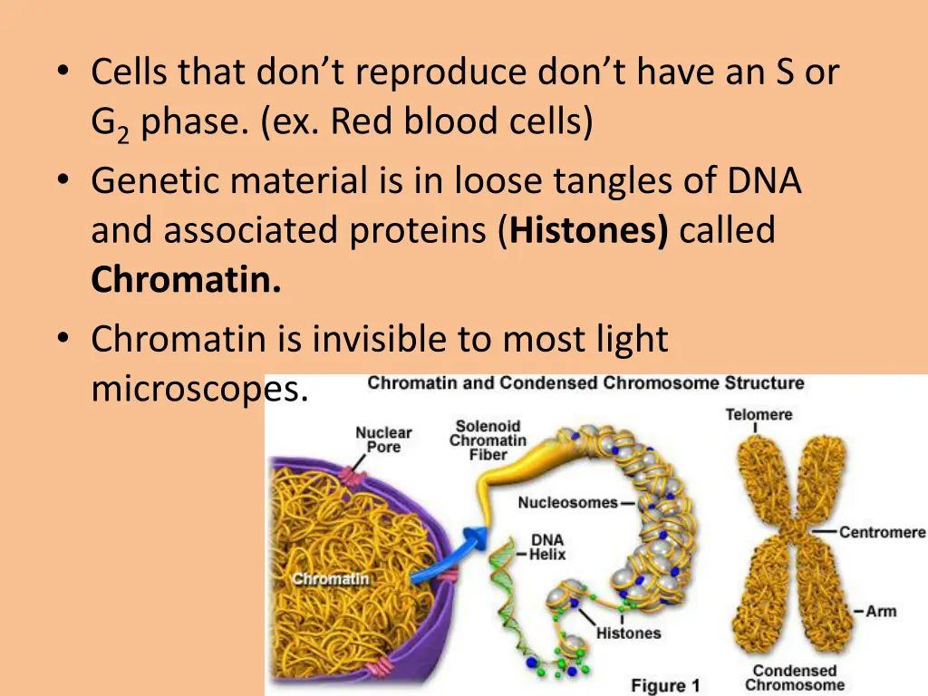 cells that don t reproduce don t have