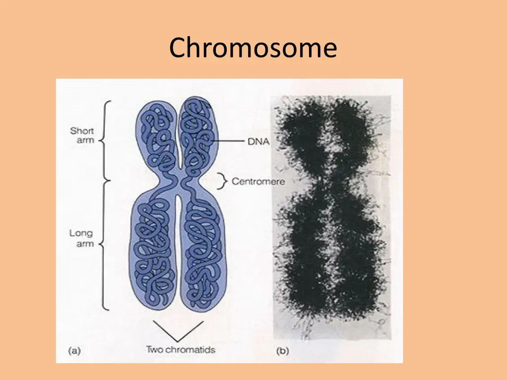 chromosome