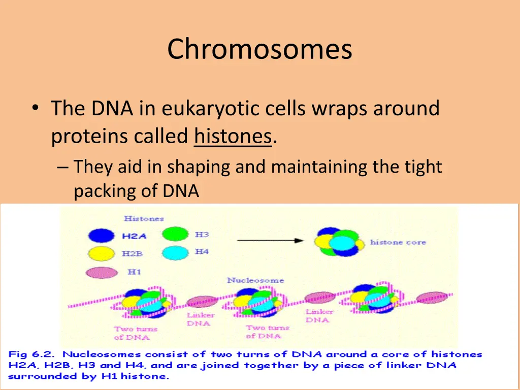 chromosomes 1