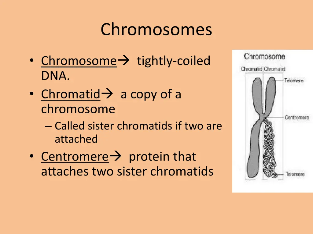 chromosomes