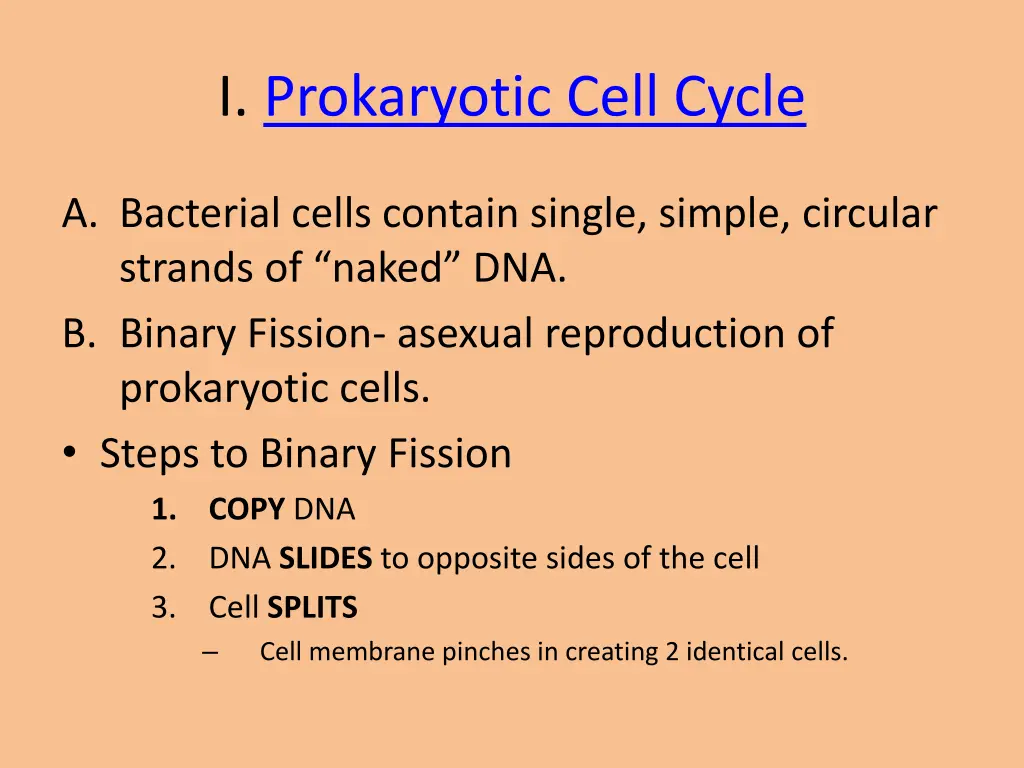 i prokaryotic cell cycle