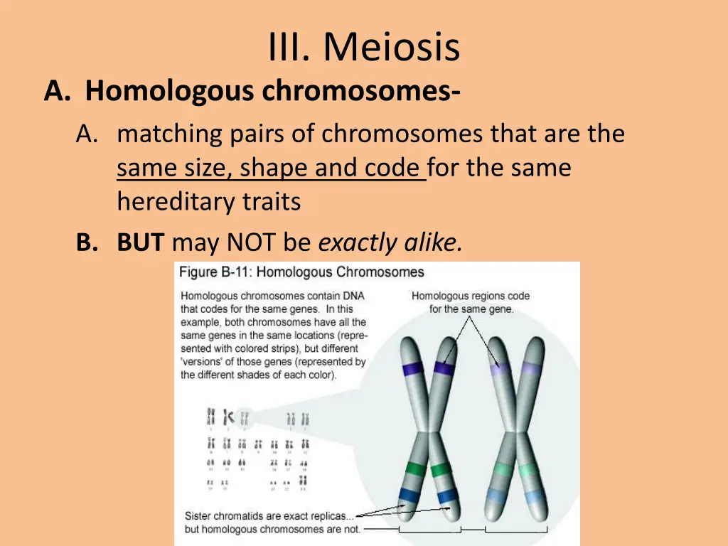 iii meiosis