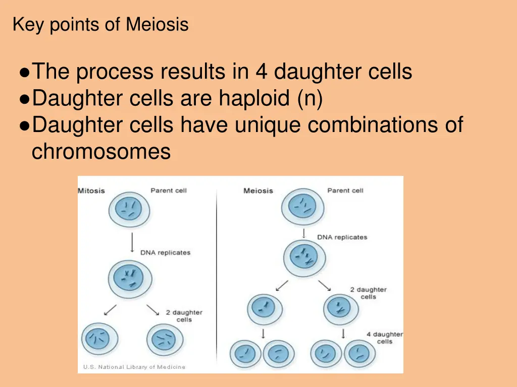 key points of meiosis