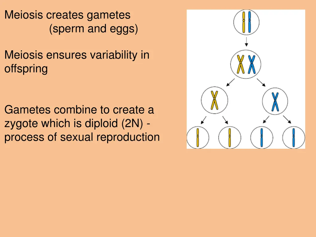 meiosis creates gametes sperm and eggs