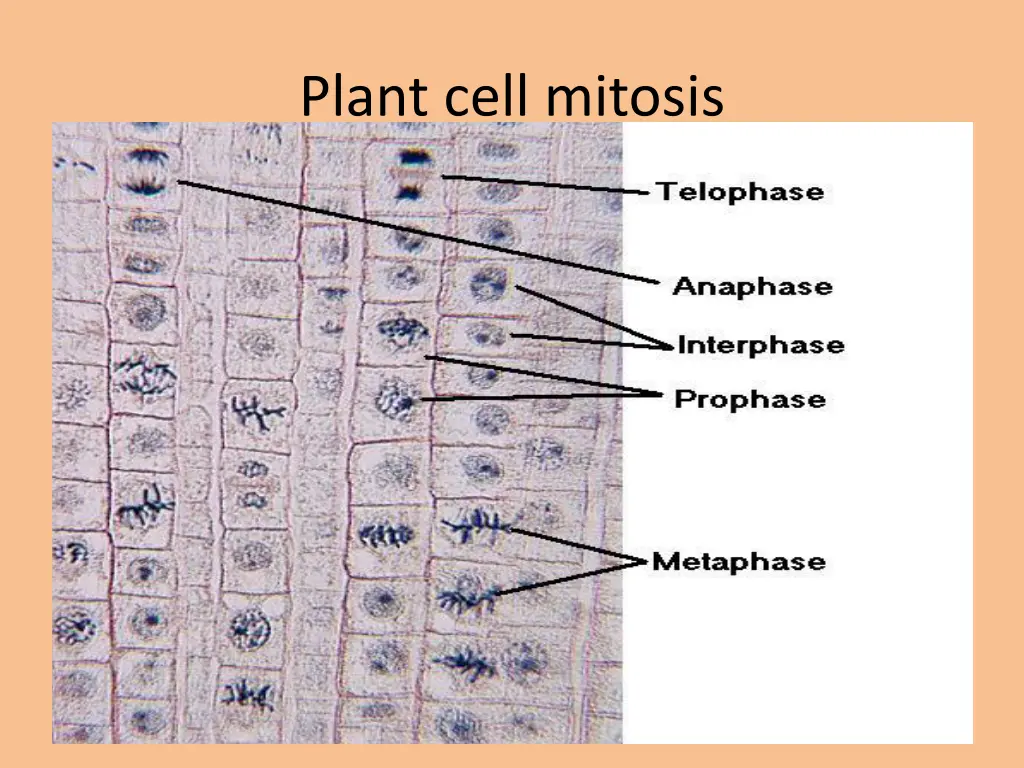 plant cell mitosis