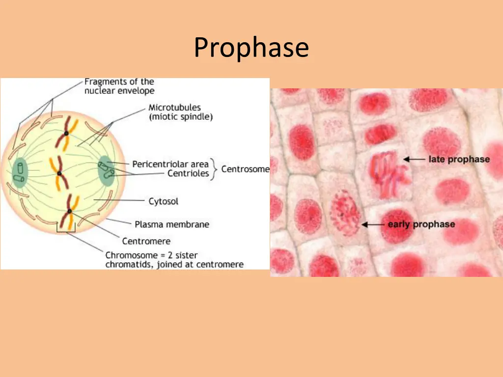 prophase