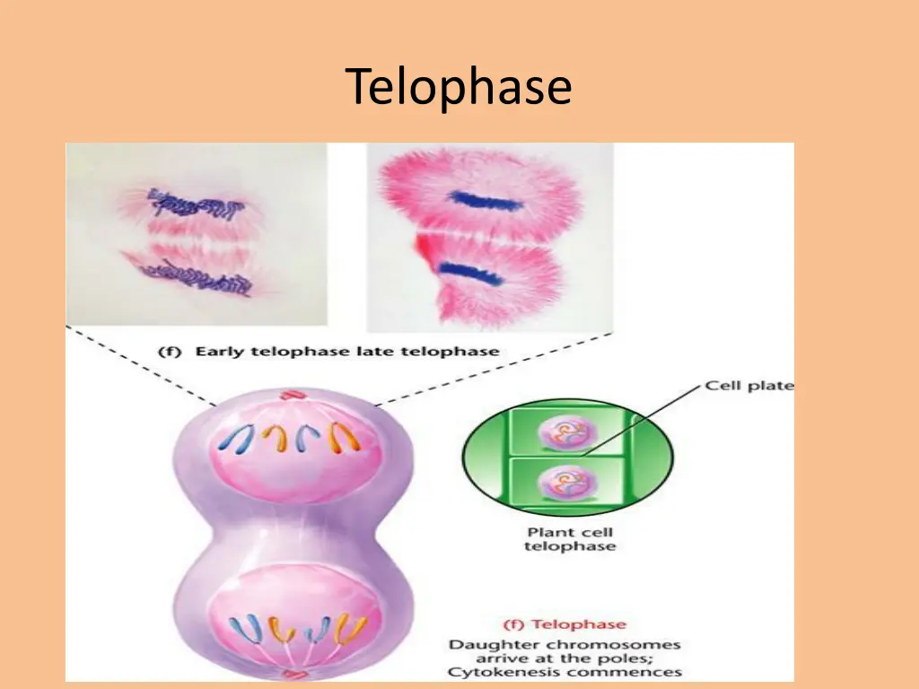 telophase