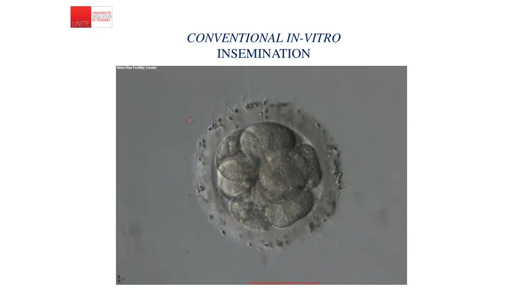 conventional in vitro insemination 2