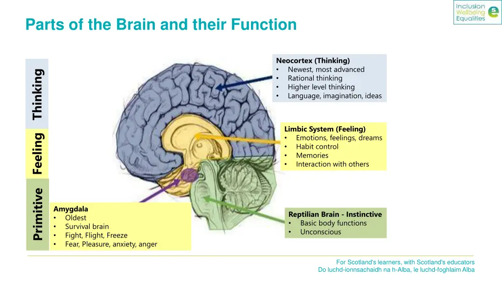 parts of the brain and their function