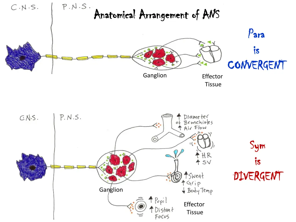 anatomical arrangement of ans anatomical