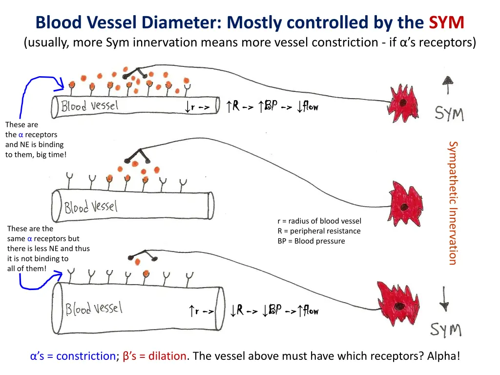 blood vessel diameter mostly controlled