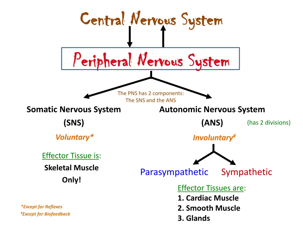 central nervous system central nervous system