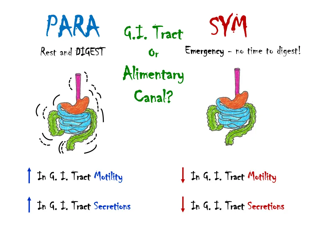 para para rest and digest