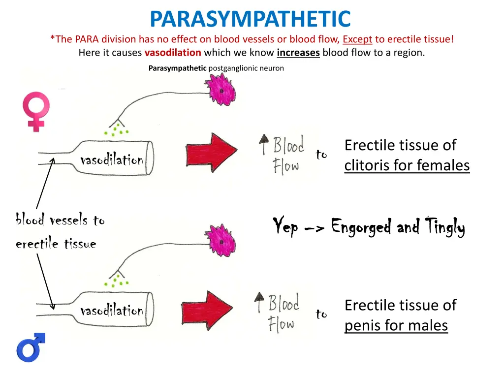 parasympathetic the para division has no effect