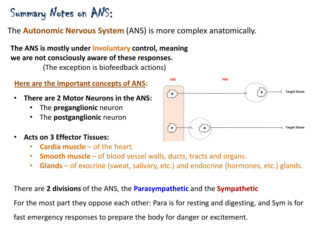 summary notes on ans summary notes on ans