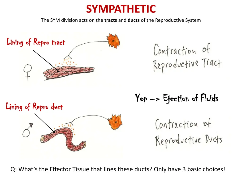 sympathetic