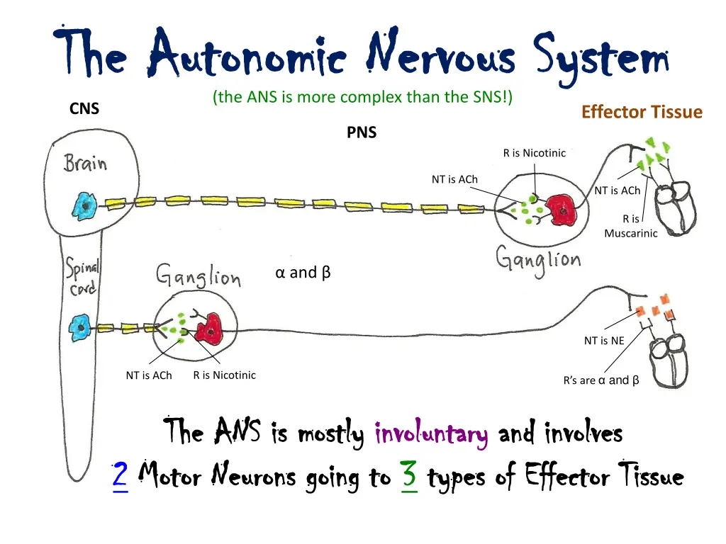 the autonomic nervous system the autonomic