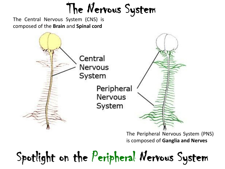 the nervous system the nervous system