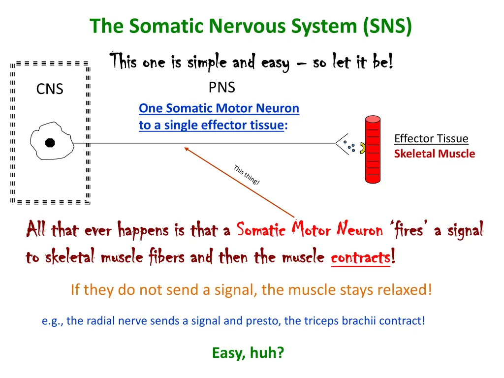 the somatic nervous system sns this one is simple