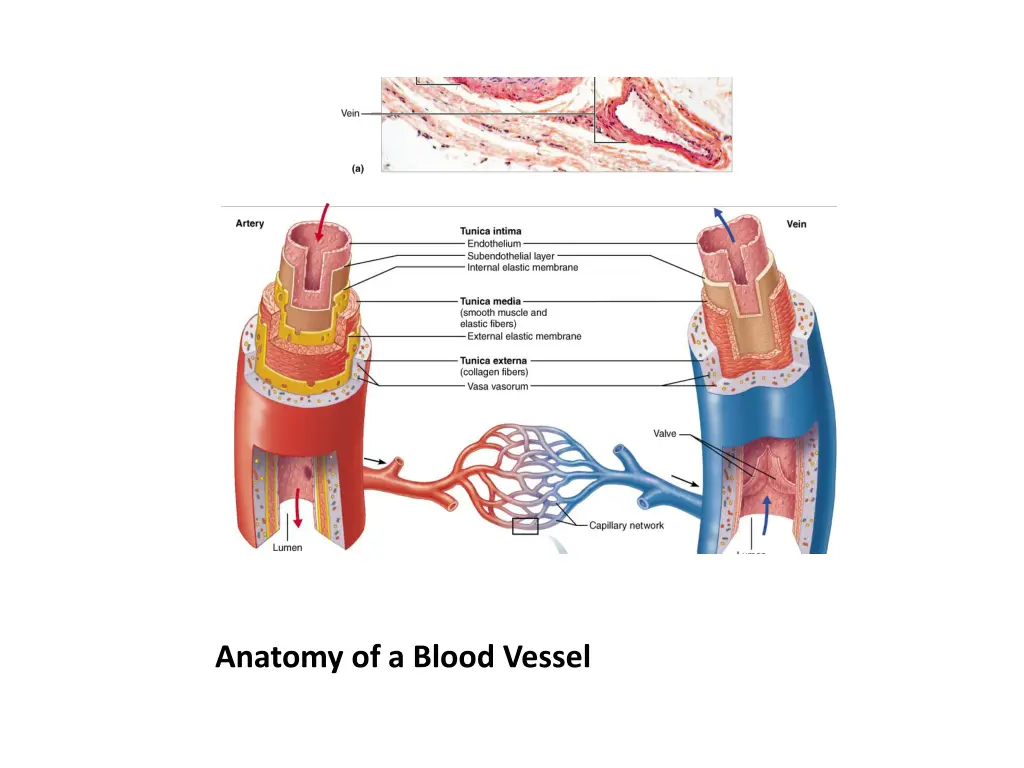 anatomy of a blood vessel