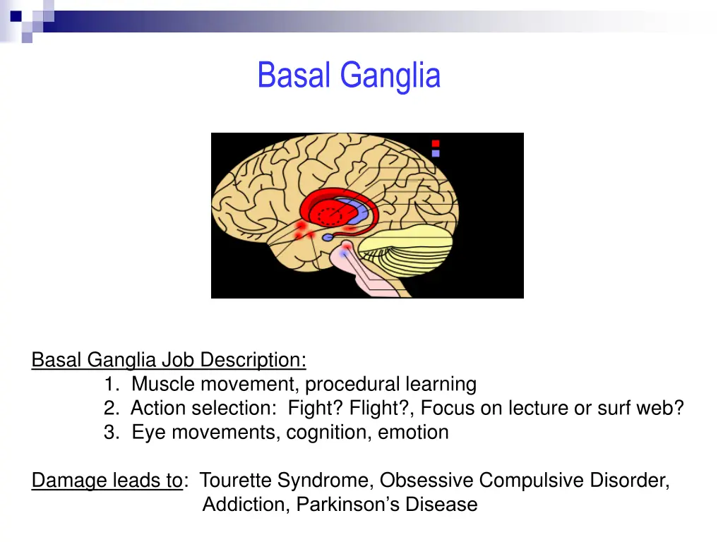 basal ganglia