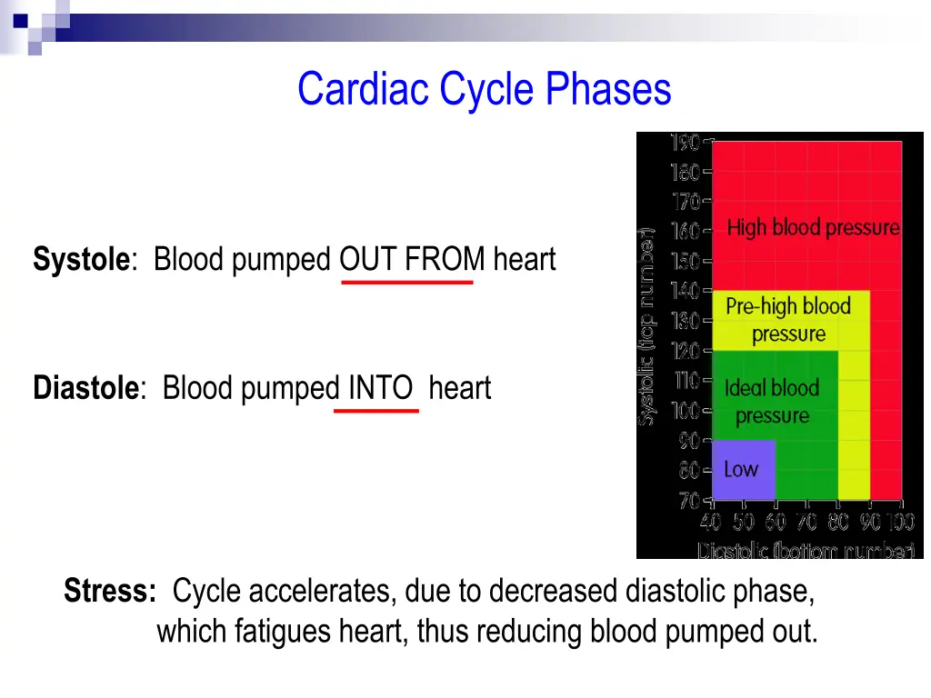 cardiac cycle phases