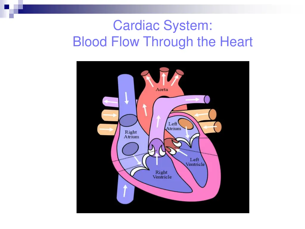 cardiac system blood flow through the heart