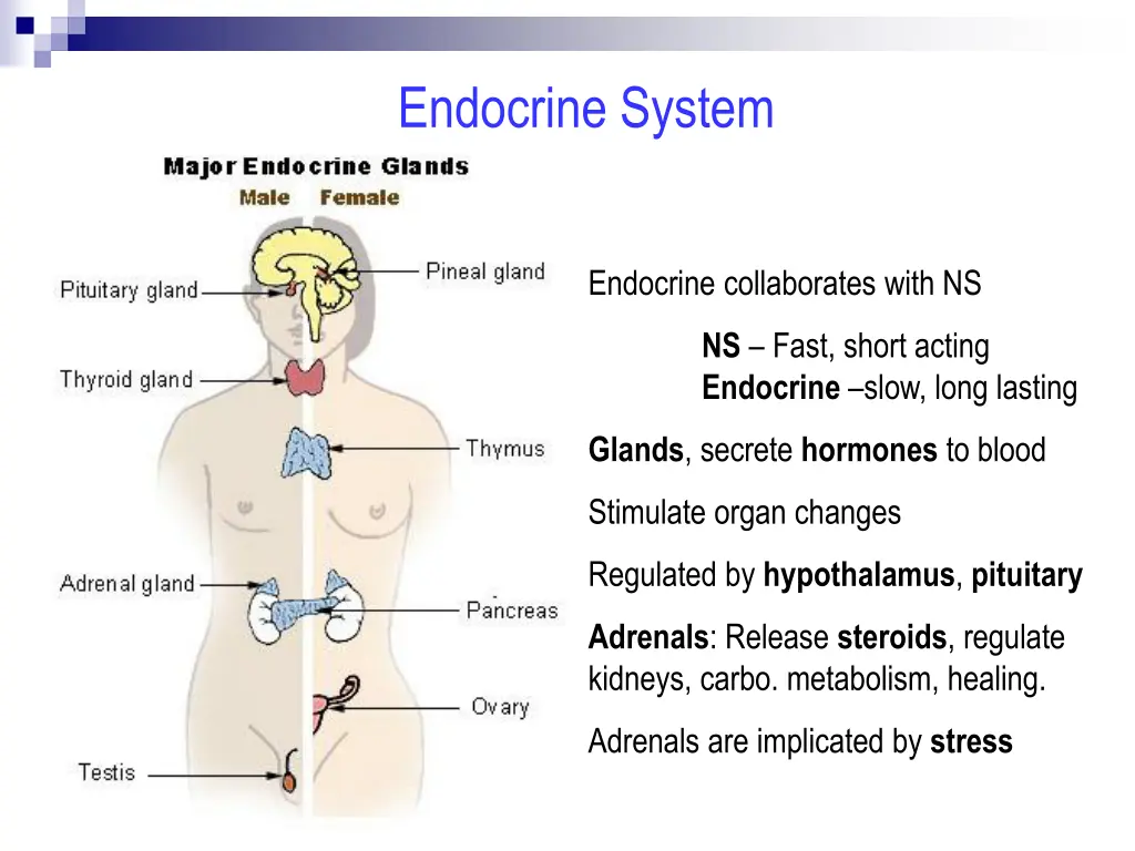 endocrine system