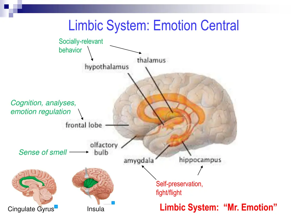 limbic system emotion central socially relevant